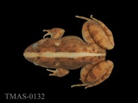 藏品(澤蛙)的圖片